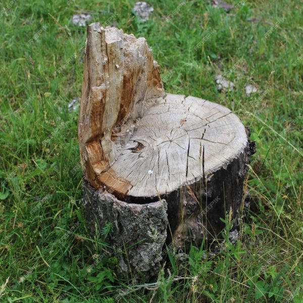 tree-stump-grass_824507-4653